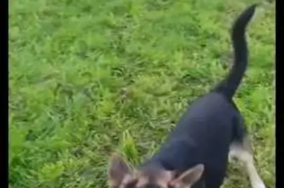 Собаки потеряшки, Калининград, фото: Потеряшка хаски, ул. Сергея Лазо, Калининград