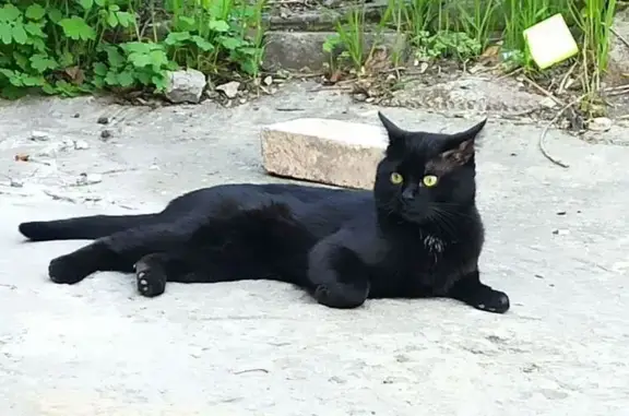 Пропала кошка, Кирова 84, Макеевка