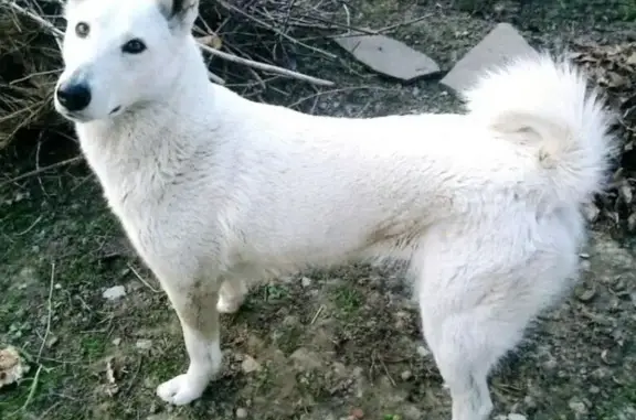 Пропала лайка у Льнозаводского моста