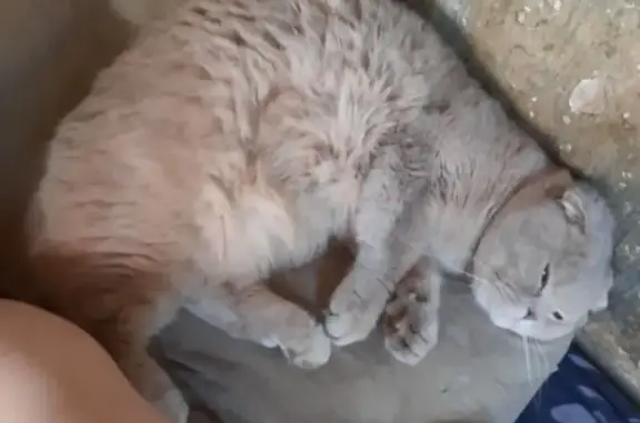 Пропала кошка, ул. 40-летия Комсомола