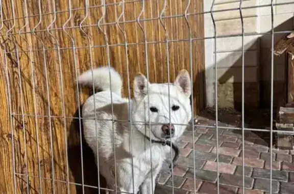 Пропала сиба-ину, Полевая 27, Краснодар