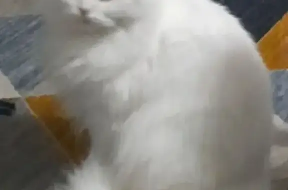 Пропала белая кошка, Трнавская 8А