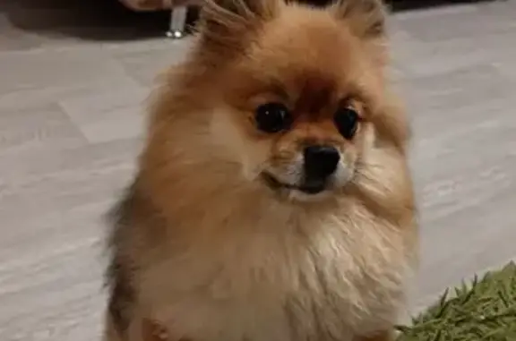 Найдена собака, Омск, фото: Рыжая собака найдена, Омск, Багратиона 11