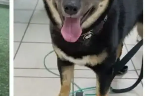 Найдена собака, Москва, фото: Собака найдена: Михневская ул., Москва