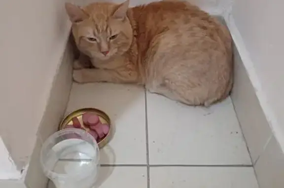 Найдена кошка, Москва, фото: Найден рыжий кот, Профсоюзная 98 к6