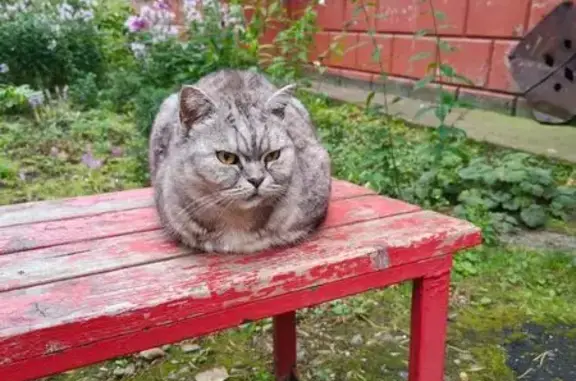 Пропал кот, Советская 106, Добрянка