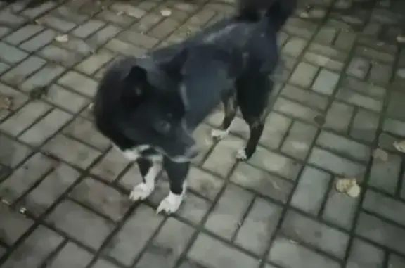 Найдена черная собака, Рихарда Зорге 24