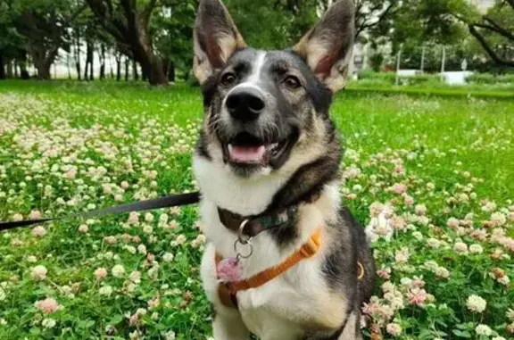 Пропала собака, Кузнецовская ул., СПб