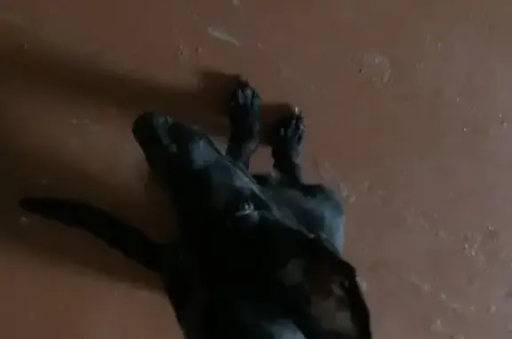 Найдена собака, Иваново, фото: Щенок найден в парке 1905г., ул. Разумовой