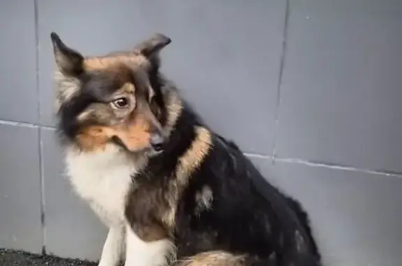 Найдена собака, Мурино, фото: Собака найдена на бульваре Менделеева, 1