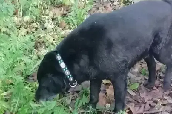 Найдена собака, Зеленогорск, фото: Найдена собака, пр. Ленина, 46, Зеленогорск