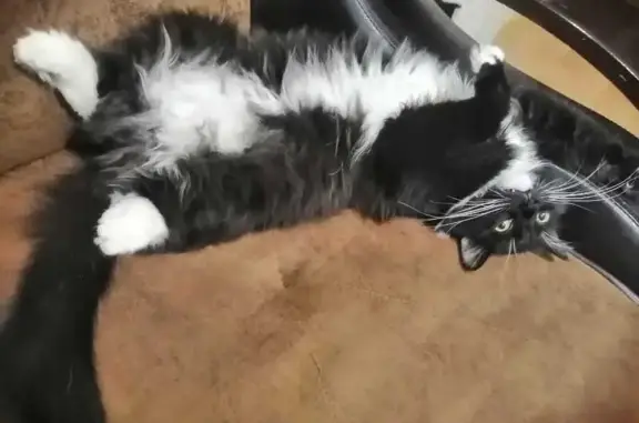 Кошки потеряшки, Муром, фото: Потеряшка кошка, Куйбышева 1Г, Муром