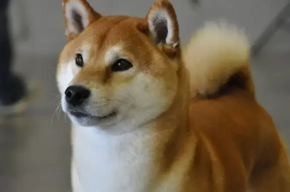 Пропала собака на Семёновской, 218