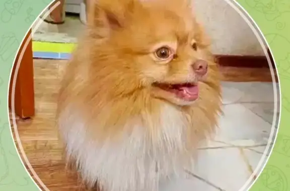 Найдена собака, Усть-Илимск, фото: Собака найдена у МФЦ, пр. Мира 9, Усть-Илимск