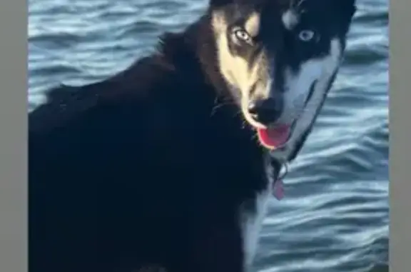 Собаки потеряшки, Челябинск, фото: Потеряшка собака, Челябинск, Тенистая ул.