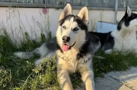 Пропала собака в Всеволожске, Ленобласть