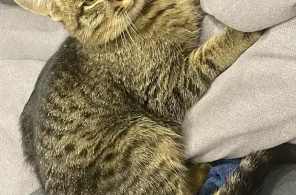 Кот найден на Йывана Кырли, 37, Йошкар-Ола