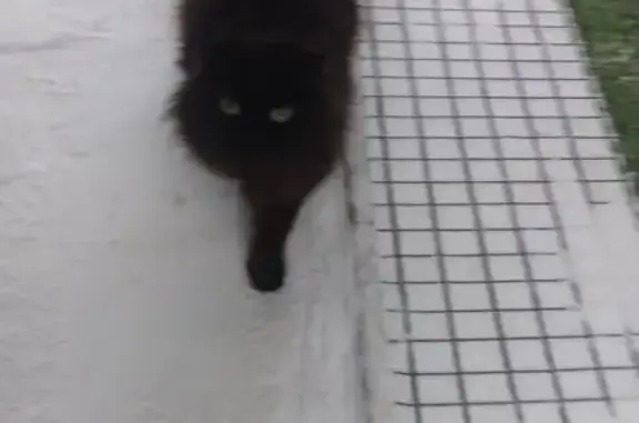 Найденные животные Нягань, фото: Кошка найдена: Комарова, 1Е, Нягань