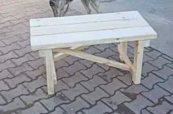 Собаки потеряшки, Свердловская область, фото: Потеряшка собака у трассы Р-354, Свердловск