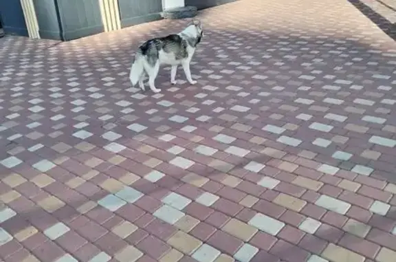 Собака найдена на ул. Р. Гамзатова, Волгоград