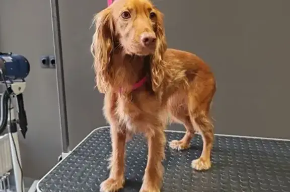 Пропала собака, Открытое ш. 18А к1