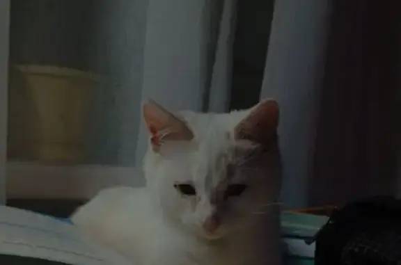 Пропала кошка, Луговая ул., 40, Рязань