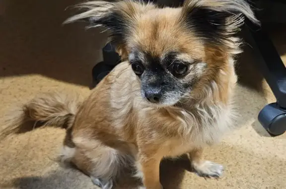 Найдена собака, Иркутск, фото: Найдена собака, Донская улица, Иркутск