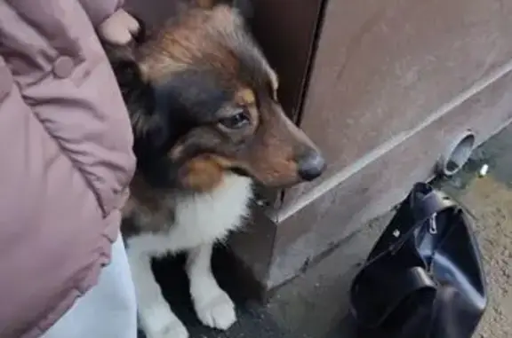 Найдена собака, Мурино, фото: Собака найдена: бульвар Менделеева, 1