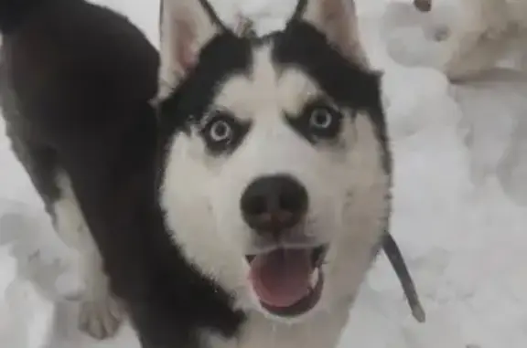 Пропала хаска, Екатеринбург, Свердловская