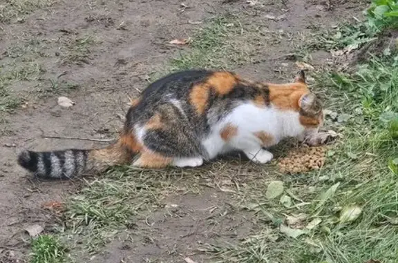 Найденные животные Тула, фото: Кошка найдена, Волоховская ул., Тула