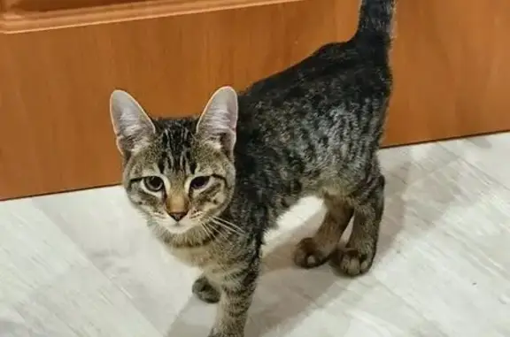 Найдена кошка, Курьи, фото: Котёнок найден: Курьи, Школьная, 15