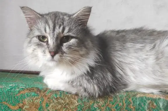 Кошка найдена: Советский пер. 9А, Селижарово