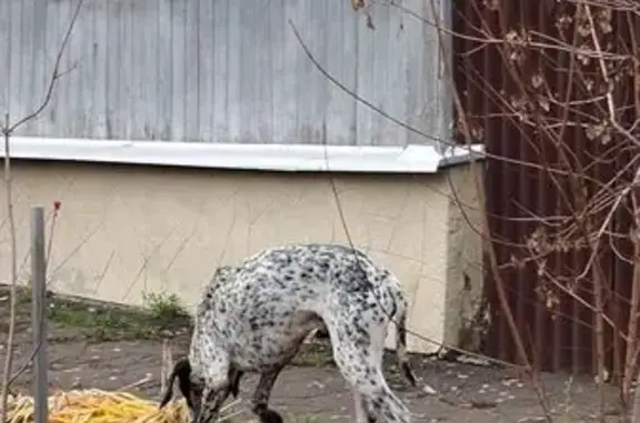 Найдена собака, , фото: Далматинец найден на Пятигорской улице