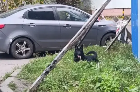 Найдена собака, ул. Грига 56, Калининград