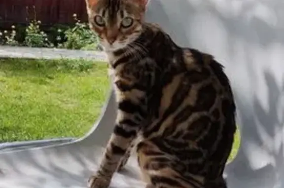 Пропала кошка, Тюменская область