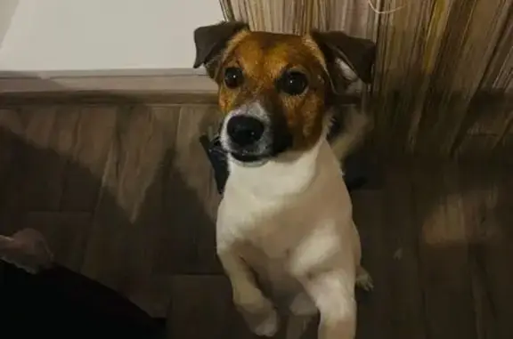 Пропала собака, ул. Семёнова, 11, Саратов