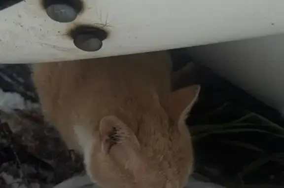 Найдена кошка, , фото: Рыжая кошка на Новой, 71, Толмачёво