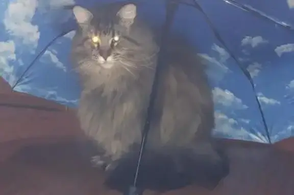 Кошки потеряшки, Уфа, фото: Потеряшка кошка, Златоустовская 8, Уфа