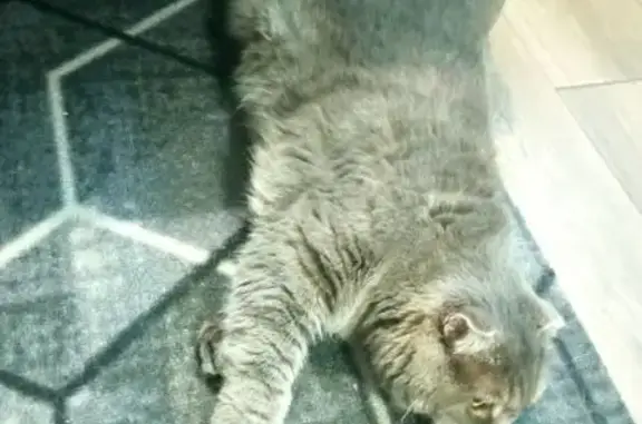 Найдена кошка, Калининград, фото: Кошка найдена: Осенняя ул., 30, Калининград