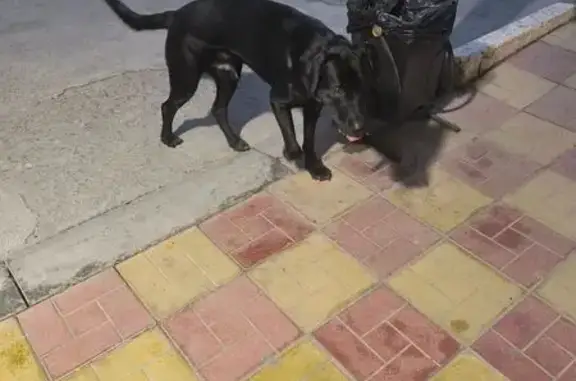 Найдена собака, Анапа, фото: Мальчик в ошейнике, Анапа, Рождественская 52