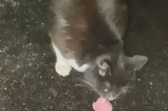 Найдена кошка, Рязань, фото: Кошка найдена, ул. Чапаева 64, Рязань