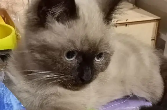 Кошки потеряшки, Псков, фото: Потеряшка сиамская кошка, Рижский пр., 69