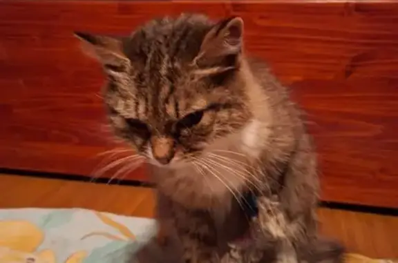 Объявления о пропавших и найденных животных, Луга, фото: Кошка найдена: Солецкая ул., Луга