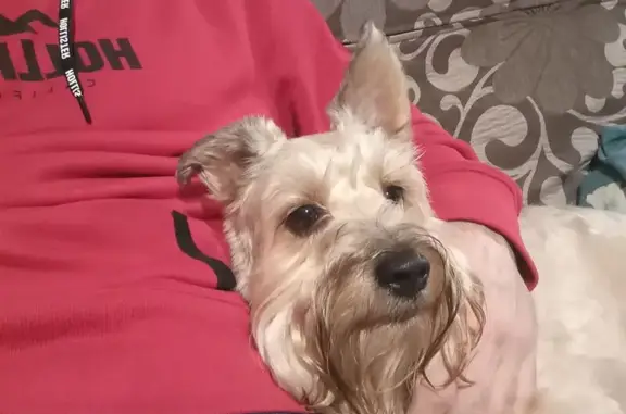 Найдена собака, Томск, фото: Собака найдена: пер. Островского, Томск