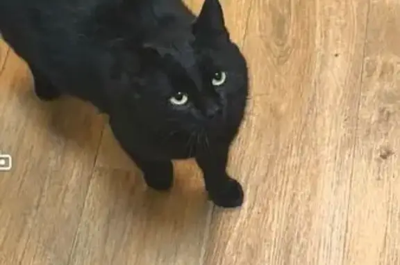 Найдена кошка, Стерлитамак, фото: Кошка найдена, Юрматинская 8, Стерлитамак