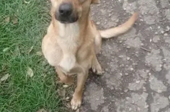 Найдена собака, Краснодарский край, фото: Собака найдена в Армавире, Краснодарский край