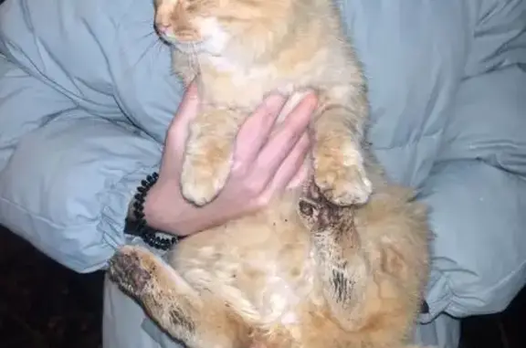 Найдена кошка, Пермь, фото: Кошка найдена на Карбышева, 16, Пермь