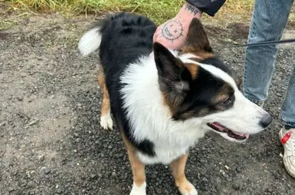 Найдена собака, , фото: Найдена собака, Дивово, МО