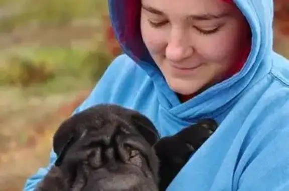 Пропал щенок шарпея, ул. Жемчужная, Шахты