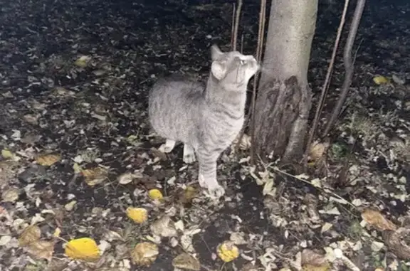Найдена кошка, Тамбов, фото: Кошка у магазина «Наш мясной», Куйбышева 13